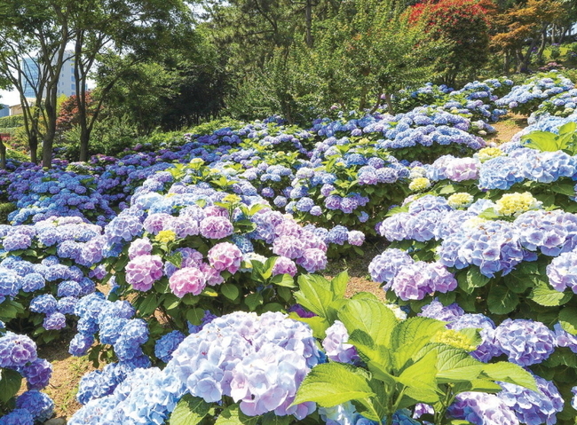 울산시 남구 장생포 고래문화마을에서 펼쳐지는 ‘장생포 수국 페스티벌’ (사진=울산시 남구 제공)
