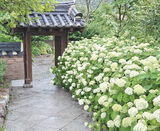 전남 신안군 도초도 수국정원. (사진=신안군 제공)