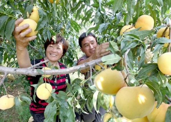 사진: 산둥성 멍인현에서 두 농부가 멍인 복숭아를 수확하고 있다. [Xinhua Silk Road에 제공된 사진]