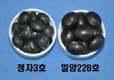 “친환경 ‘특수콩’ 개발 성공”