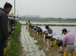 아빠, 엄마와 함께하는 모내기 체험