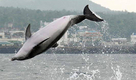 ‘멸종위기’ 돌고래 공연장에…불법 포획