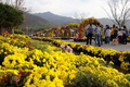 왕인국화축제 명품축제의 길목에 서다
