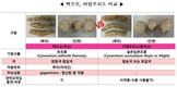 판대되는 '백수오' 건강식품 90% 이상이 가짜
