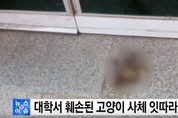 ‘강릉 고양이 토막 사건’ 공포 확산…살인예행 연습?