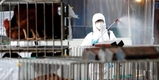 경기 이천 고병원성 AI 발생...반경 10㎞ 내 이동금지