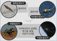 일본뇌염 모기 첫 출현에 따른 주의 당부!
