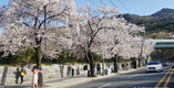 코로나 여파 벚꽃 행사 취소…대구지역 상춘객들로 북적