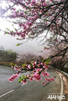[포토] 하동군 곳곳에 만개한 벚꽃, 계절의 정취를 전하다!