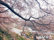 [포토] 하동군 곳곳에 만개한 벚꽃, 계절의 정취를 전하다!