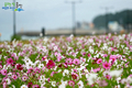 울진군, 죽변 봉평해안가 코스모스길 절정