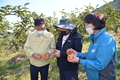 울주군, 범서 망성리 일부 단감농가 ‘탄저병’ 발생