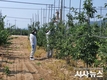 안동시, 장마 전 과수화상병 확산방지 총력