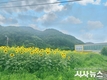 영양군, 영양고추산업특구 내 유휴부지에 조성한 해바라기 만개