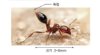 인천항서 100대 악성 외래종 붉은불개미 62마리 발견…독성 있어 통증·가려움 유발