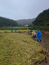 수비면, 벼 수확 일손 돕기 실시