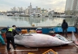 포항 앞바다서 잇따라 밍크고래 죽은 채 발견...1억원대 거래