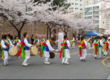 대구, 평리2동 제4회 한울타리 벚꽃축제 열린다