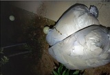 北, 25일 밤 오물풍선 250여 개 살포…"적재물 급강하시 위험"