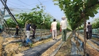 금산군청 경제과 직원들, 금성면 화림리 농가 봄철 일손돕기 나서