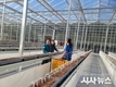 봉화군, 임대형 스마트팜단지 A동 2구역 쪽파 파종 들어가