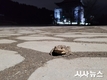 봄을 알리는 망월지 두꺼비, 올해 첫 모습 드러내