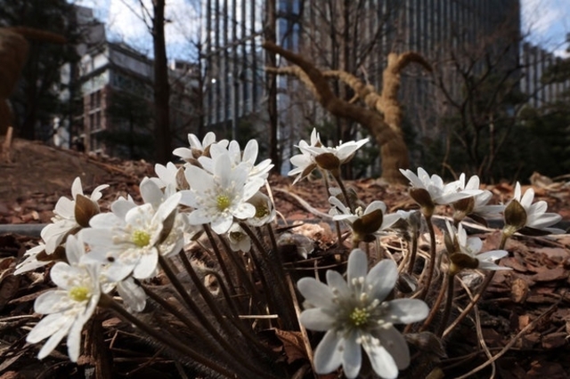 오늘 대체로 맑은 하늘에 평년 기온…큰 일교차 유의