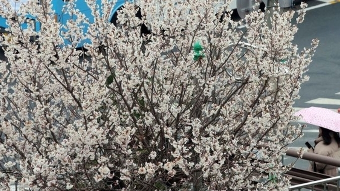 오늘 전국에 봄비 내려…내륙 중심 일교차 15도